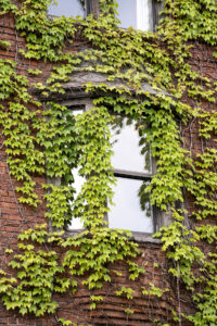 A window set into a brick wall; both are partially covered by green ivy